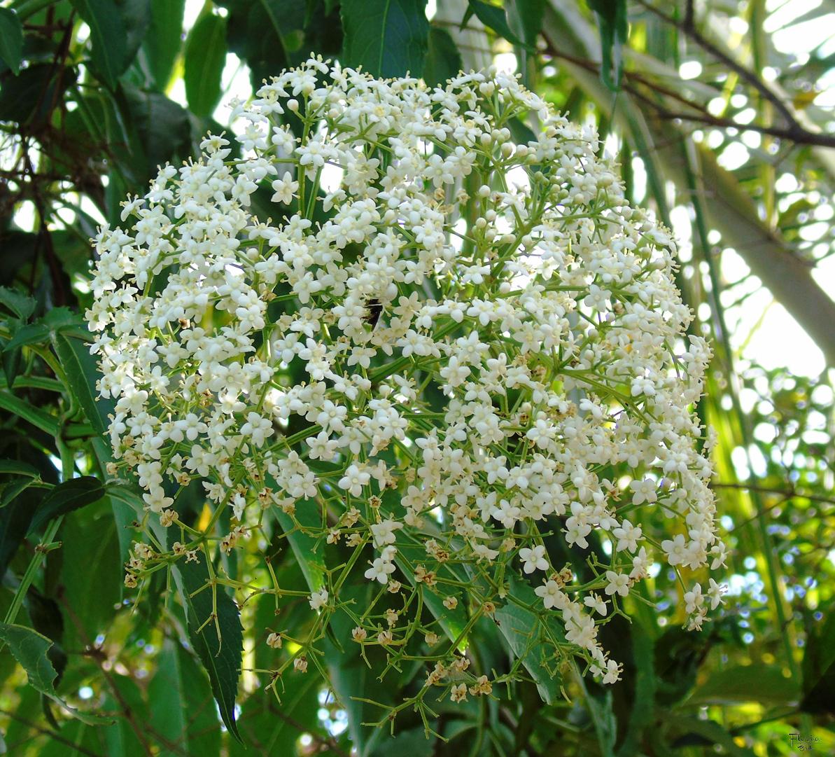 Flor de sabugueiro by Florisa Brito